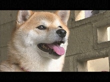 2016/9/2放送 きょうのわんこ