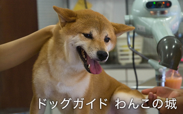 (日本語吹替版)柴犬
