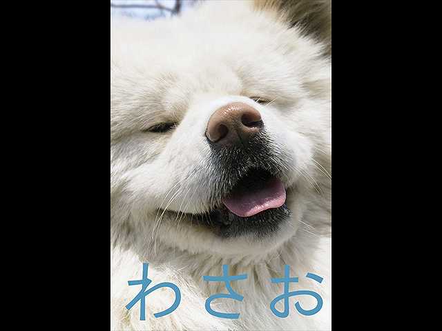 わさお