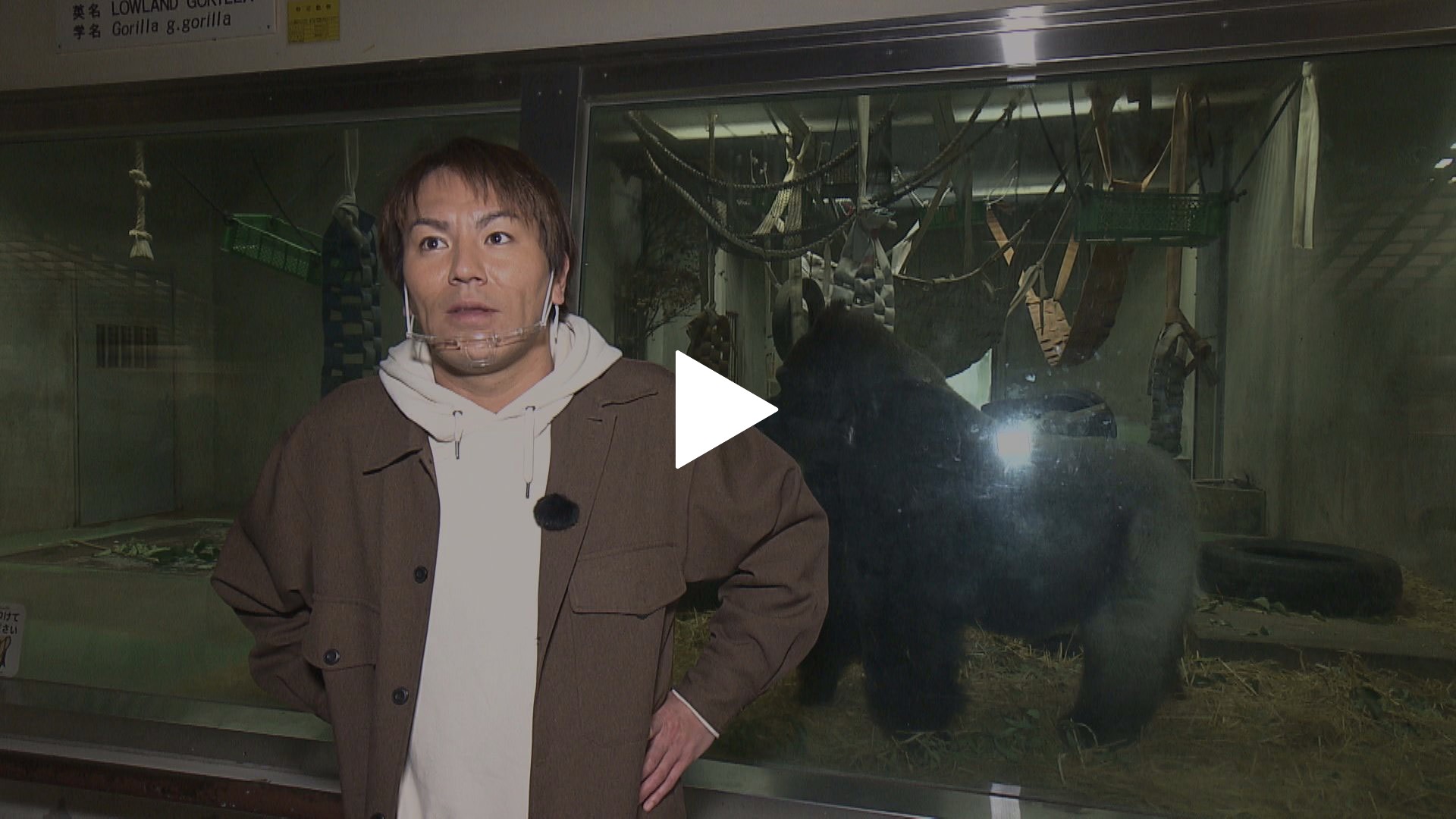 狩野英孝 サルから学ぶ芸能界生き残り編 フジテレビの人気ドラマ アニメ Tv番組の動画が見放題 Fod