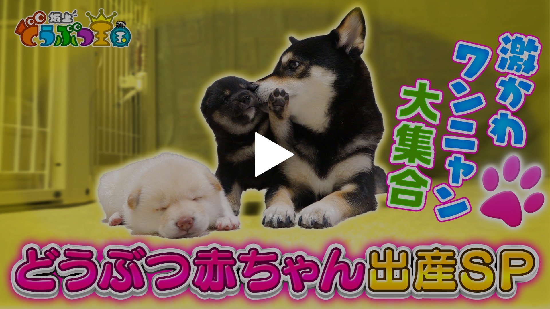 動物激カワ 爆笑 感動 激レア映像連発 フジテレビの人気ドラマ アニメ Tv番組の動画が見放題 Fod