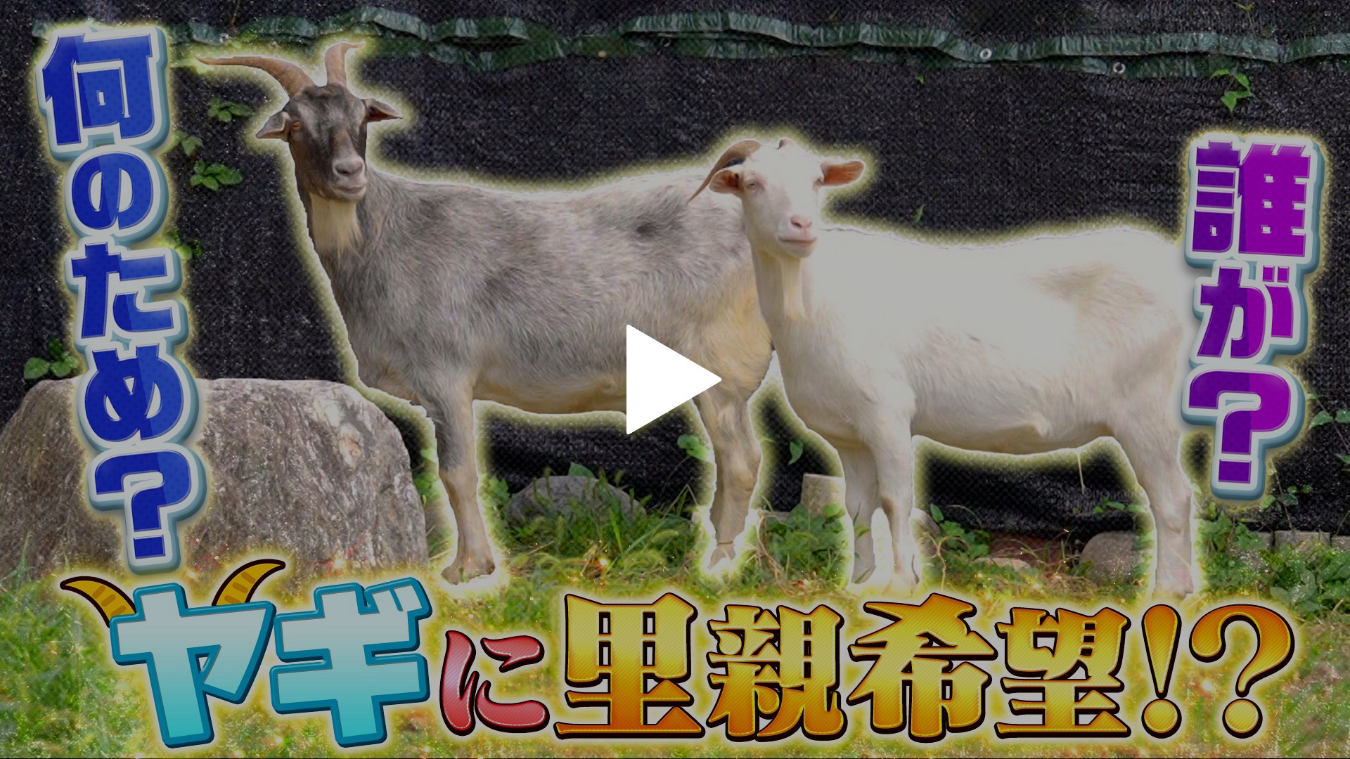 さかがみ家史上初！ヤギ2匹が譲渡決定｜フジテレビの人気ドラマ 