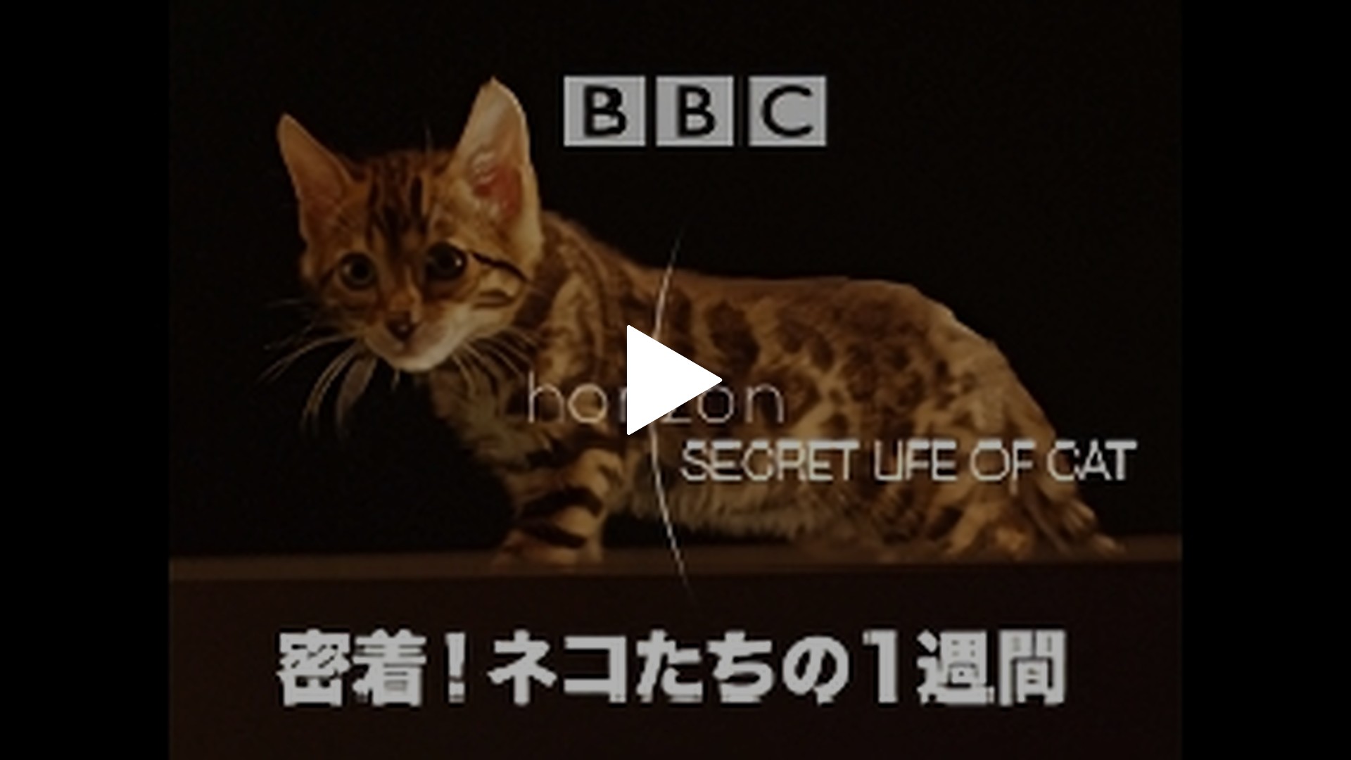 日本語吹替版 密着 ネコたちの1週間 フジテレビの人気ドラマ アニメ Tv番組の動画が見放題 Fod