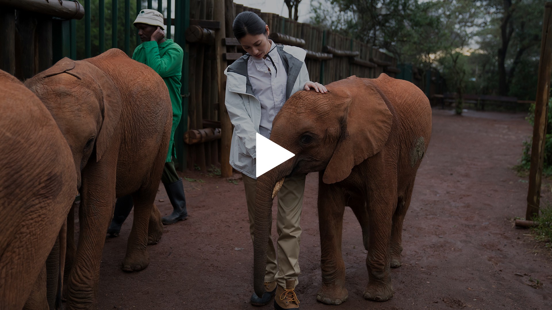 感動地球スペシャル みなしごゾウを守れ 松下奈緒ケニア感動物語 フジテレビの人気ドラマ アニメ Tv番組の動画が見放題 Fod