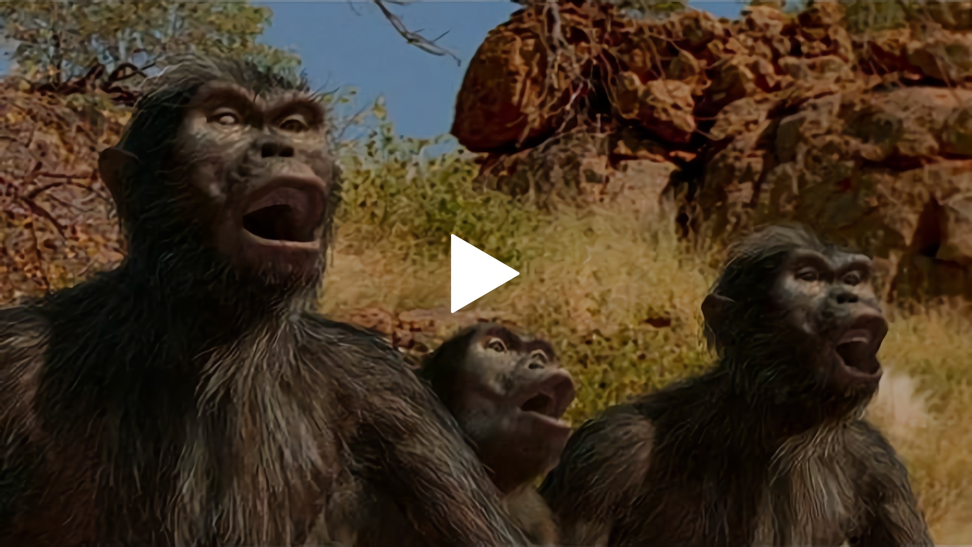 300万年前 アウストラロピテクスの毛づくろい フジテレビの人気ドラマ アニメ Tv番組の動画が見放題 Fod