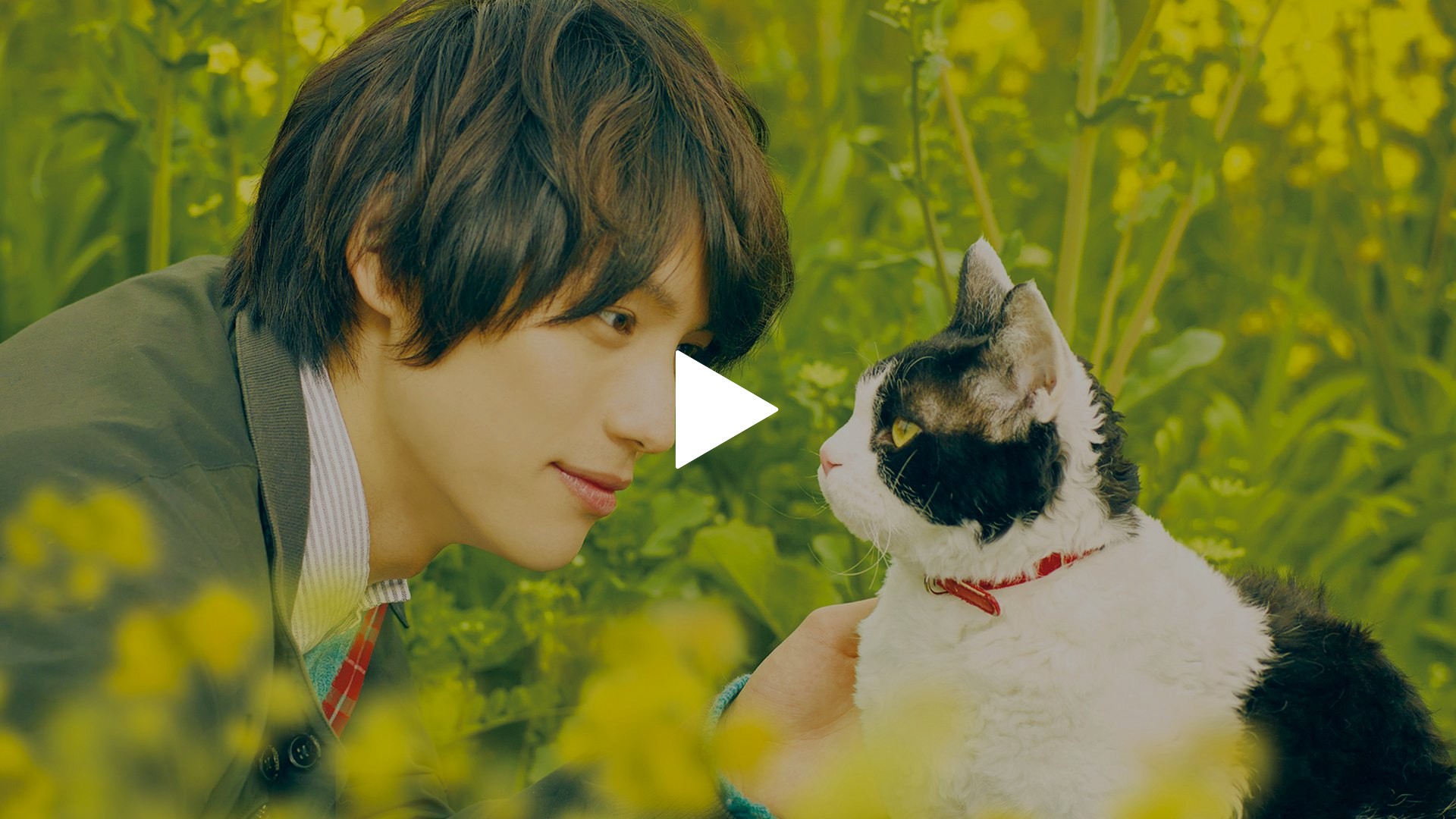 旅 猫 リポート