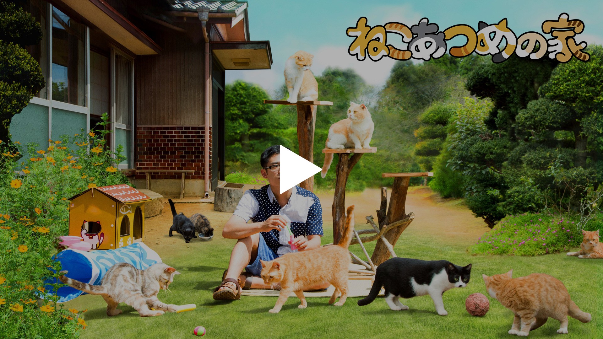 ねこあつめの家 フジテレビの人気ドラマ アニメ Tv番組の動画が見放題 Fod
