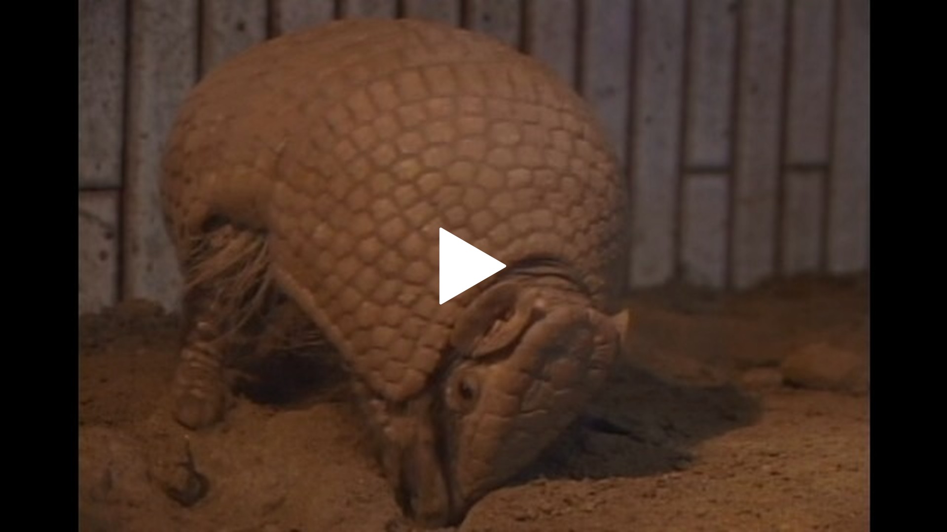 16 ナマケモノ アリクイ アルマジロ｜フジテレビの人気ドラマ・アニメ・TV番組の動画が見放題＜FOD＞