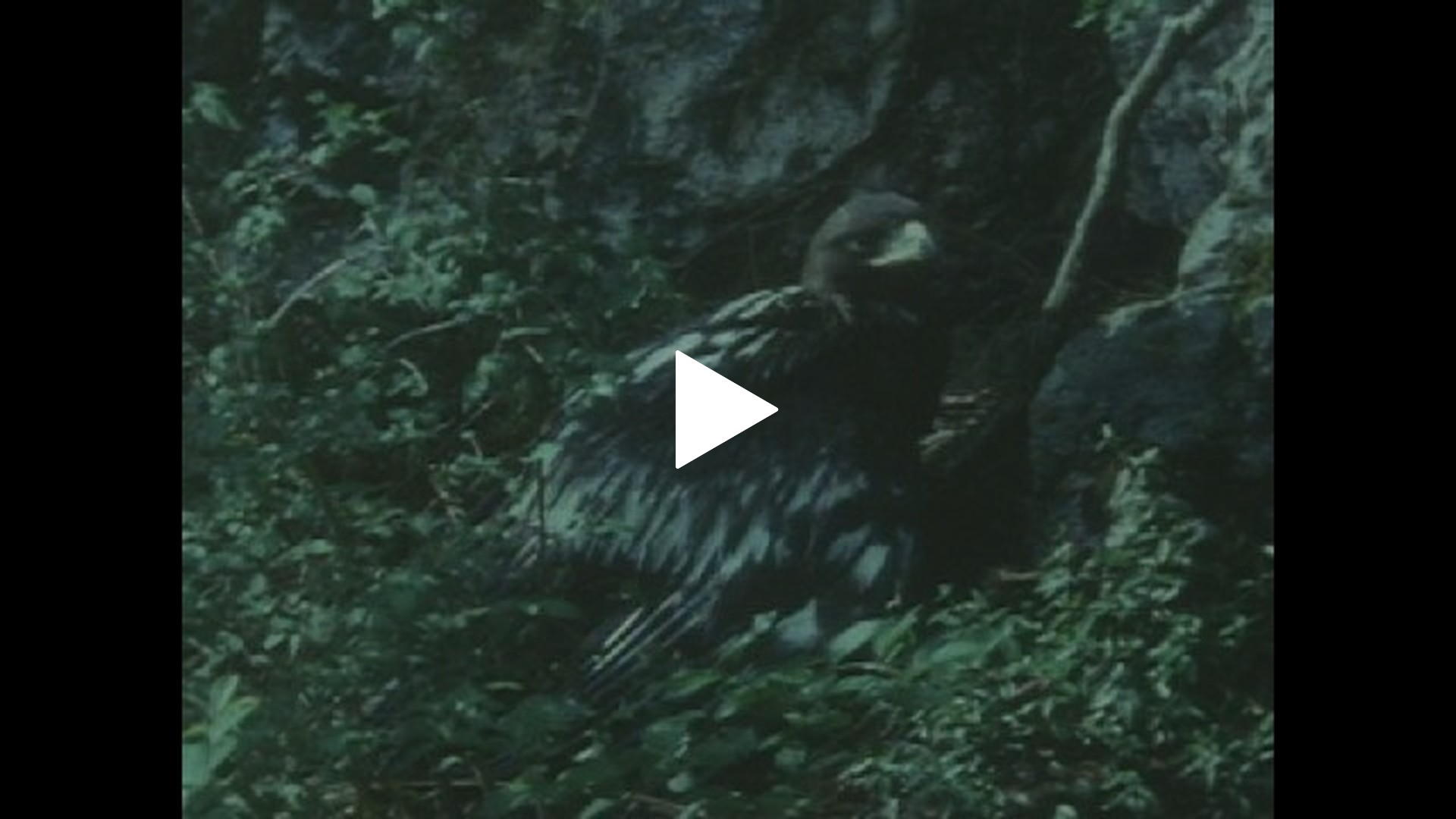 イヌワシ 風の砦｜フジテレビの人気ドラマ・アニメ・TV番組の