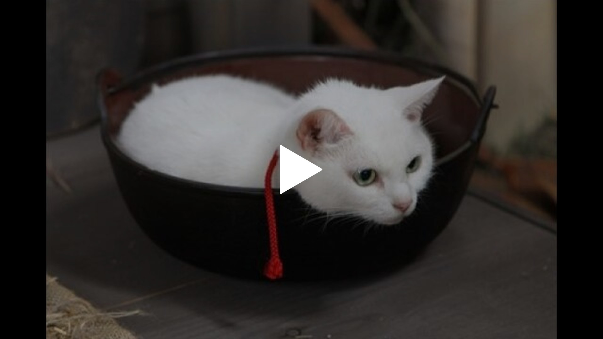 猫侍 三匹の玉之丞｜フジテレビの人気ドラマ・アニメ・TV番組の動画が