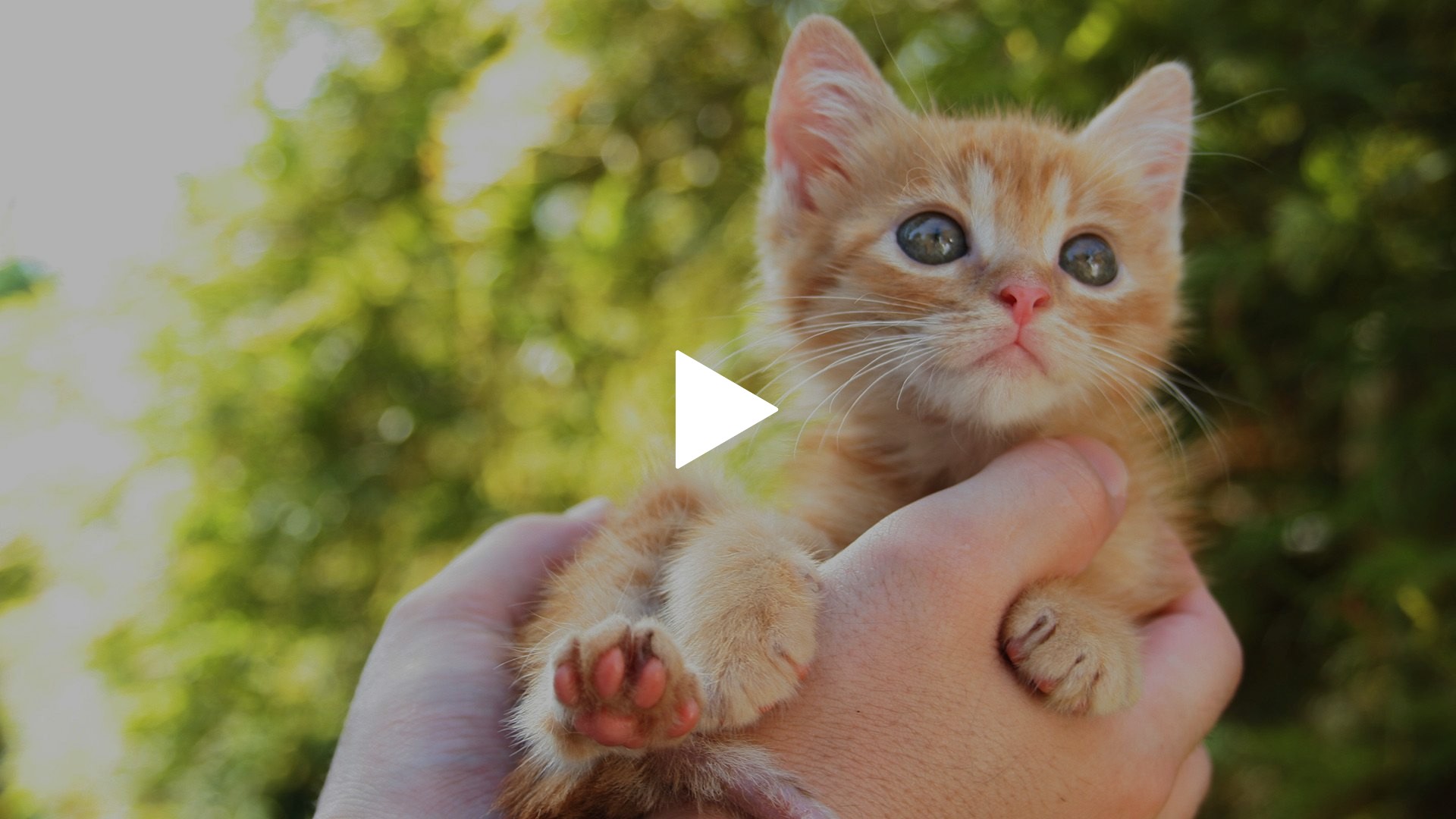 映画版 ねこばん｜フジテレビの人気ドラマ・アニメ・TV番組の動画が見