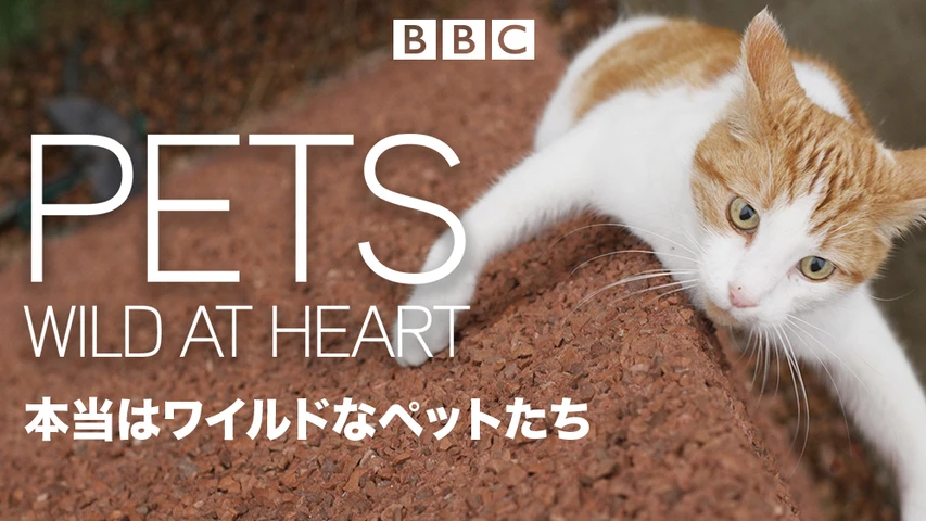 本当はワイルドなペットたち