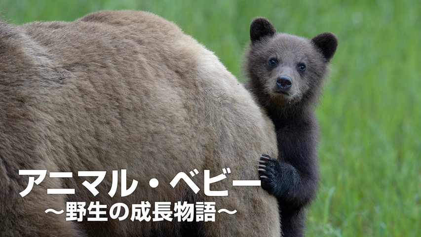 アニマル ベビー 野生の成長物語 フジテレビの人気ドラマ アニメ Tv番組の動画が見放題 Fod