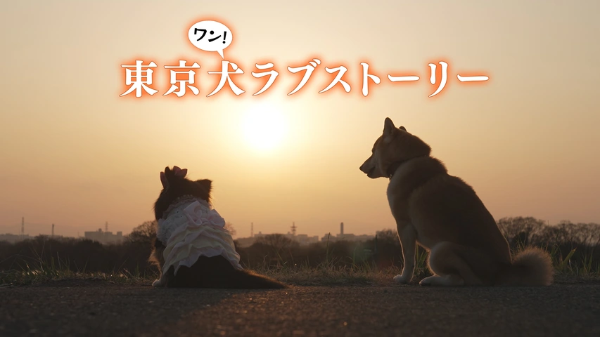 ドラマ『東京犬ラブストーリー』を全話無料や無料見逃し配信で視聴できる動画配信サービスまとめ