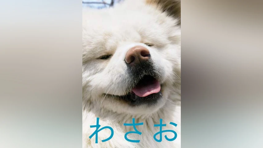 わさお