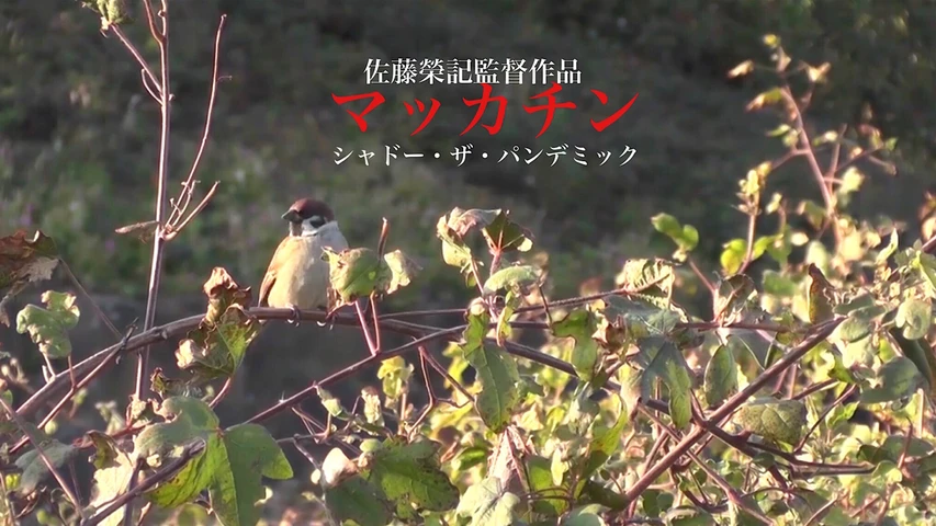 マッカチン シャドー・ザ・パンデミック