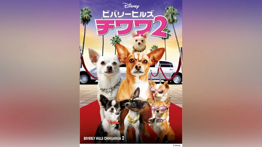 ビバリーヒルズ・チワワ2