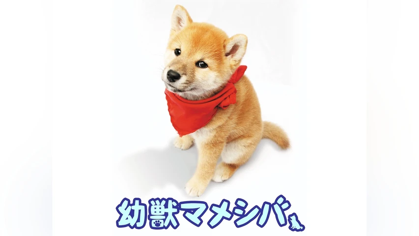 連続テレビドラマ 幼獣マメシバ
