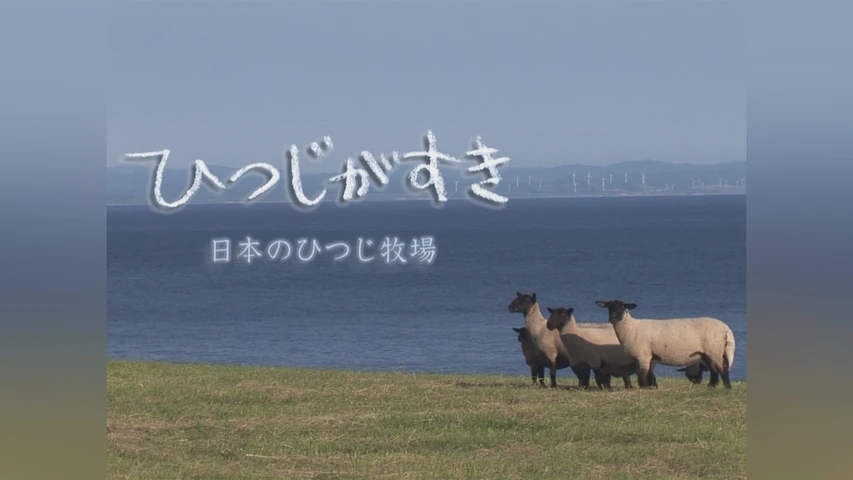 ひつじがすき 日本のひつじ牧場