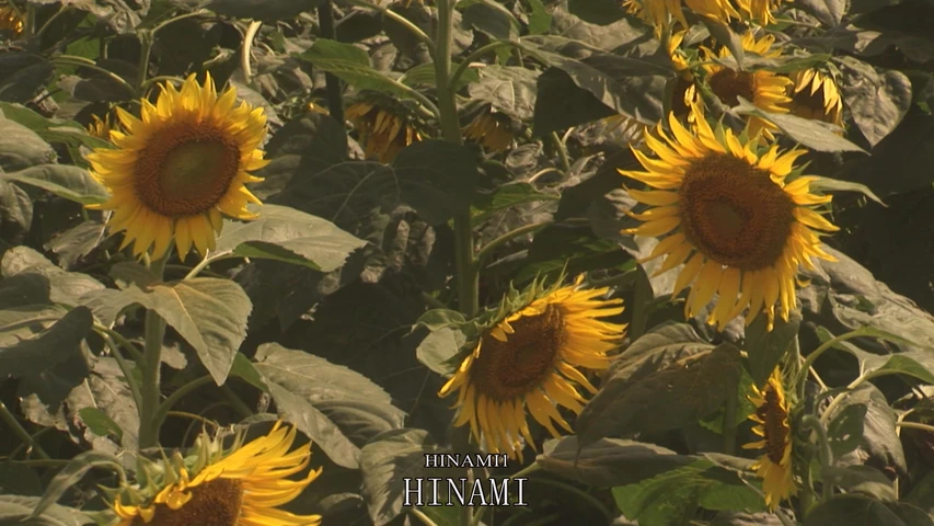 HINAMI1「HINAMI」