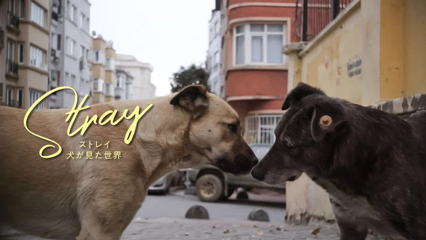 ストレイ　犬が見た世界