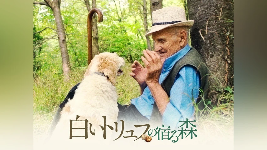 白いトリュフの宿る森