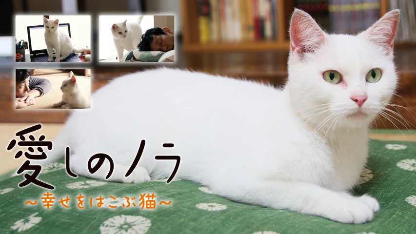 愛しのノラ 〜幸せをはこぶ猫〜