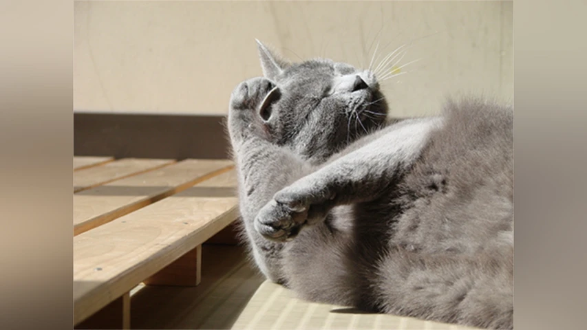 いきいき動物ビデオ