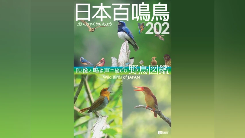 日本百鳴鳥 202 にほんひゃくめいちょう/映像と鳴き声で愉しむ野鳥図鑑