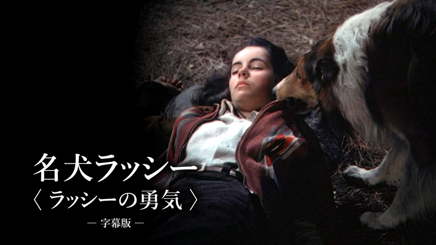 名犬ラッシー＜ラッシーの勇気＞（字幕版）｜フジテレビの人気ドラマ 