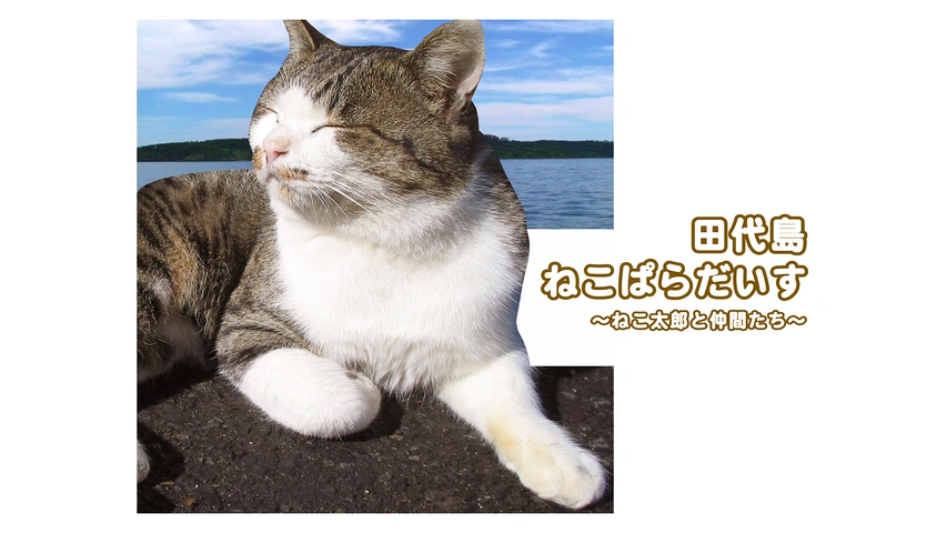 田代島ねこぱらだいす2 ～はっちゃけ ねこ太郎～｜フジテレビの人気