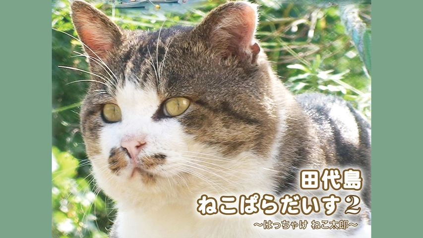 田代島ねこぱらだいす2 ～はっちゃけ ねこ太郎～｜フジテレビの人気