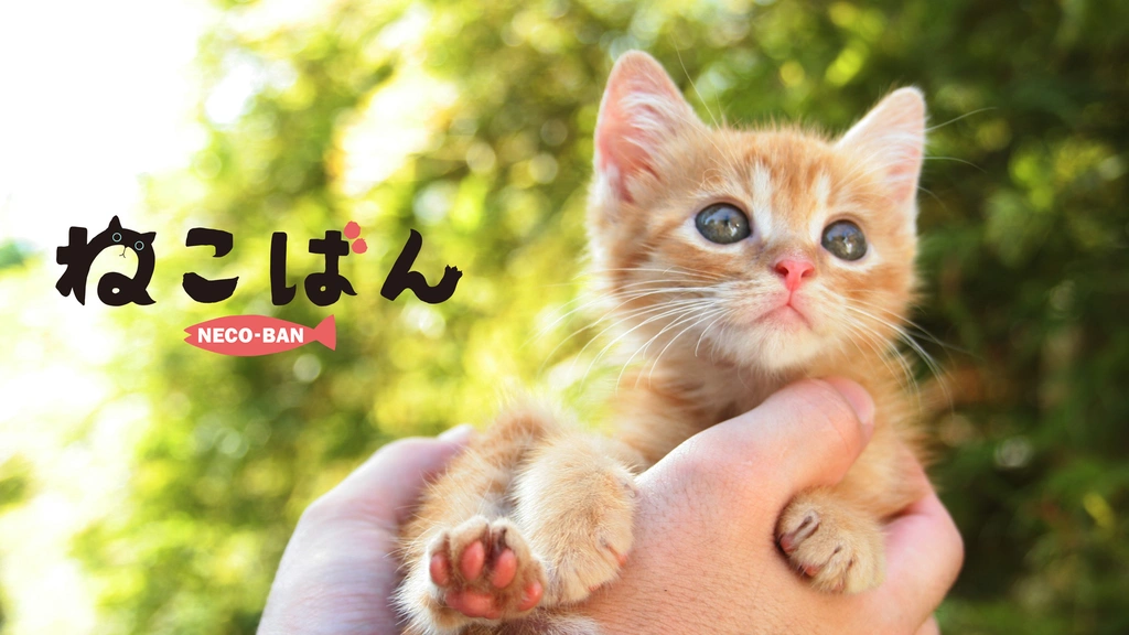 映画版 ねこばん｜フジテレビの人気ドラマ・アニメ・TV番組の動画が見
