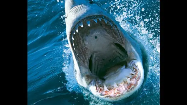 ディープ・ブルー3