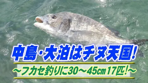 中島チヌ天国！フカセ釣り45cm17匹！｜フジテレビの人気ドラマ・アニメ