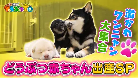 動物激カワ 爆笑 感動 激レア映像連発 フジテレビの人気ドラマ アニメ Tv番組の動画が見放題 Fod