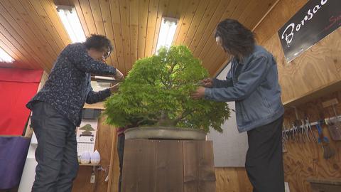 盆の中 繋ぐ命～小布施町の盆栽作家～｜フジテレビの人気ドラマ