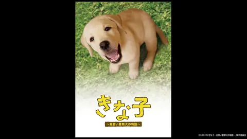 「きな子~見習い警察犬の物語~」DVD発売記念　犬だワンダフルキャンペーン　クイール（限定生産） Amazon.co.jp: 「きな子~見習い警察犬の物語~」DVD発売記念 犬だ