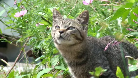 第1話 田代島の猫たち｜フジテレビの人気ドラマ・アニメ・TV番組の動画