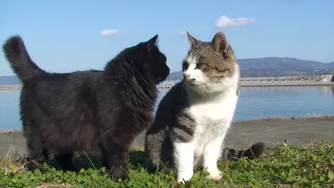 第1話 田代島の猫たち｜フジテレビの人気ドラマ・アニメ・TV番組の動画