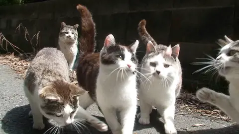 田代島ねこぱらだいす2 ～はっちゃけ ねこ太郎～｜フジテレビの人気