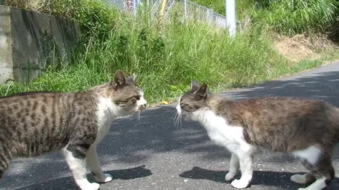 田代島ねこぱらだいす2 ～はっちゃけ ねこ太郎～｜フジテレビの人気