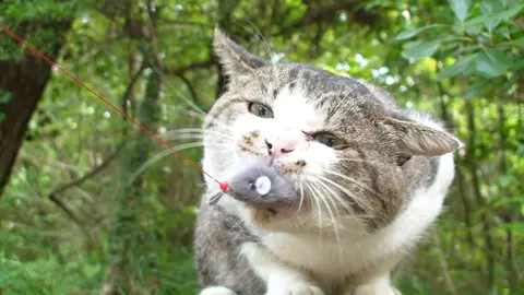 田代島ねこぱらだいす2 ～はっちゃけ ねこ太郎～｜フジテレビの人気