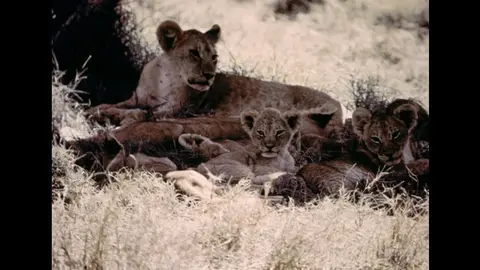 百獣の王～ライオン｜フジテレビの人気ドラマ・アニメ・TV番組の動画が