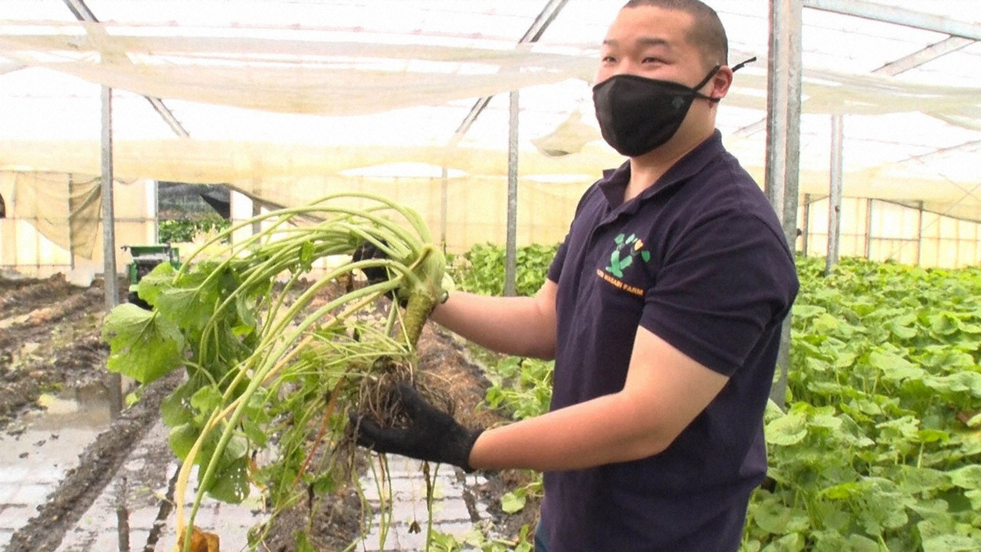 清涼な湧水が生み出すわさびの秘密！若きわさび農家の挑戦