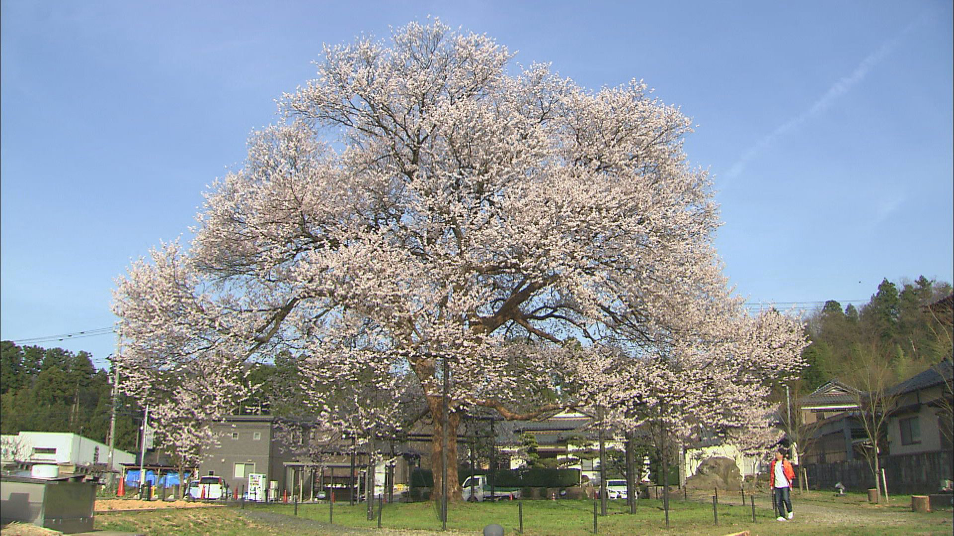 春らんまんの「花むすび」 ～嶺北編～