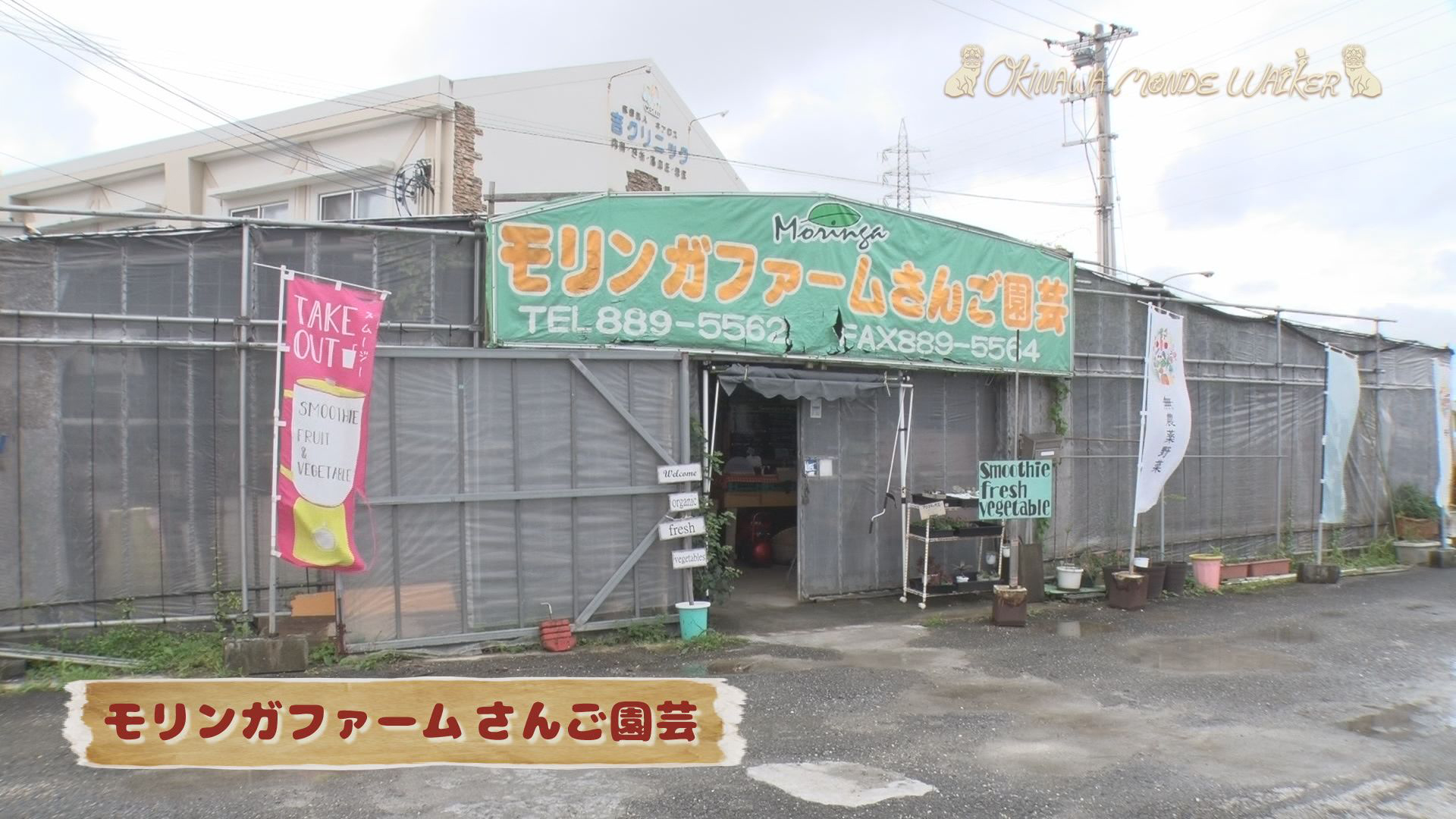 モリンガにハブ！南風原町へオニバー