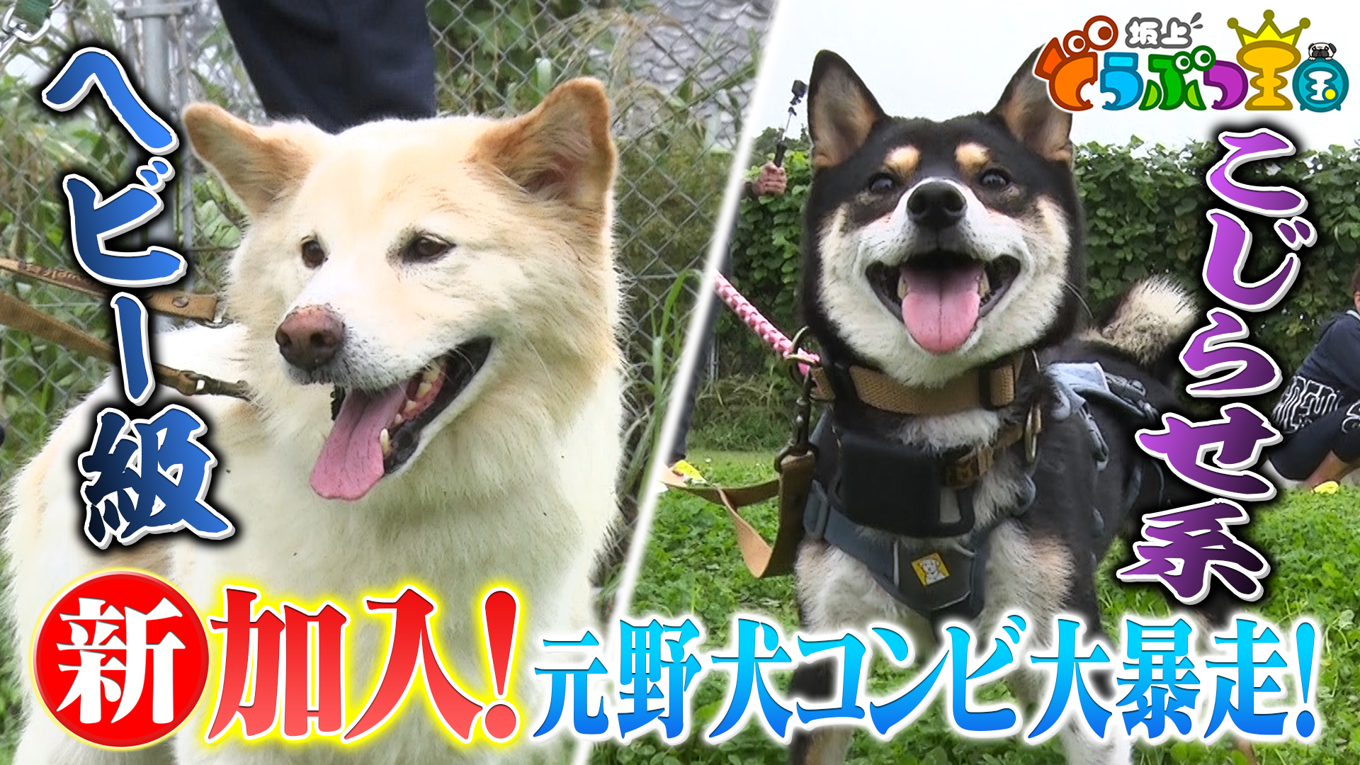 茨城県の元野犬仲良しコンビ新生活SP