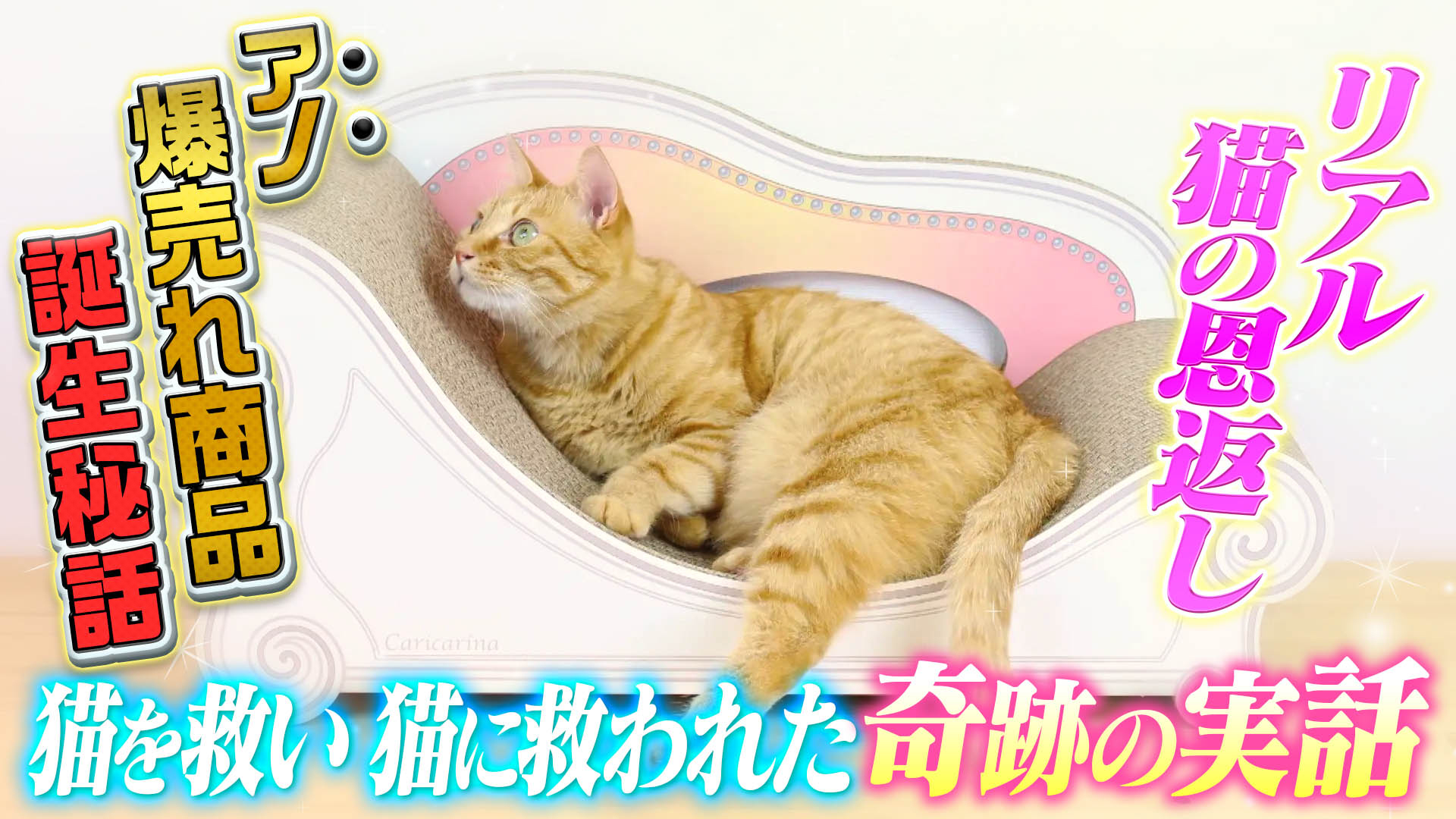 猫を救い猫に救われた男の奇跡の物語！リアル猫の恩返しSP