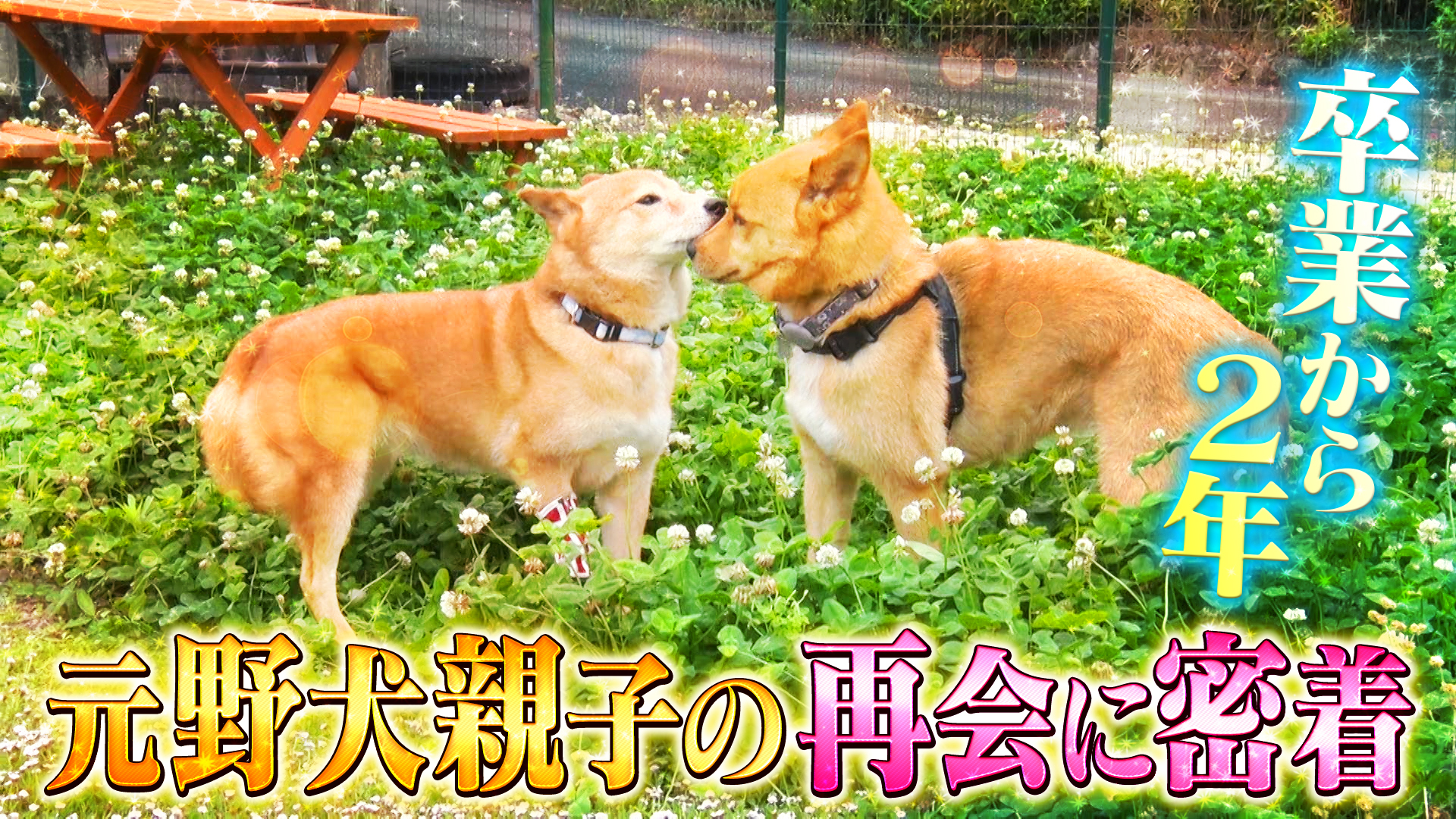 あのワンコは今・・・さかがみ家卒業ワンコのその後に迫る！